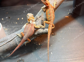 Red monster bearded dragons