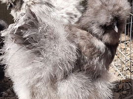 Silkie hen