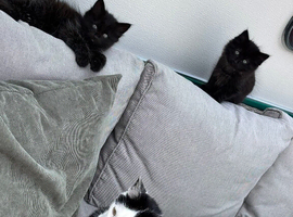 Kittens for sale