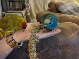 Blue kakariki