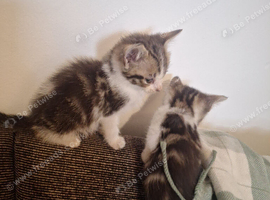 Beautiful turkish angora kittens looking for forever homes