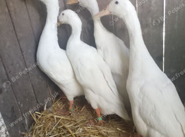 Quartet of white runner ducks