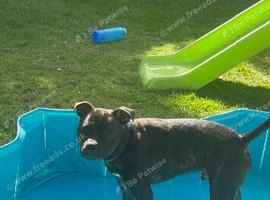 Gorgeous brown 10 month old Staffordshire Bullterrier for sale.
