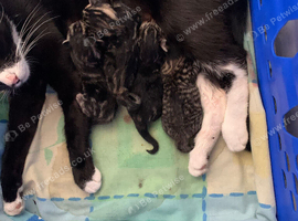4 amazing kittens