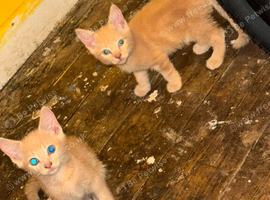 Kittens for sale