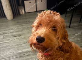 Lovely Cavapoo. 15 months old