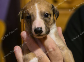 KC Reg Whippet Puppies