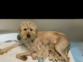 Goldendoodle Puppys for sale