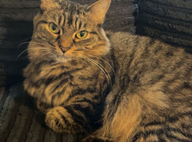 Rehoming cat - READ DESCRIPTION