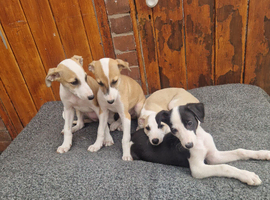 Lurcher pups collie cross