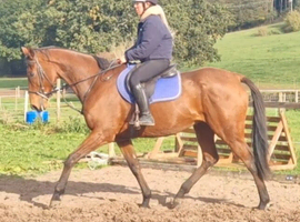 Smart big gelding