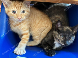2 kittens need a home