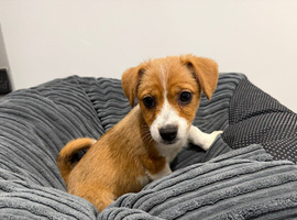 Boy Jack Russel puppy Max
