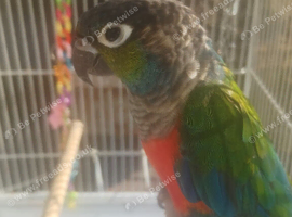 Crimson bellied conure and cage &pound;300