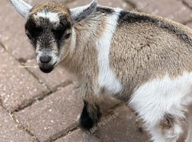 Pygmy Goat Kids For Sale