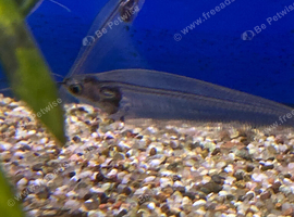 Thai Glass Catfish (Kryptopterus bichirrhis)