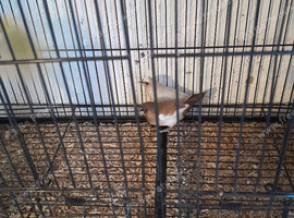 Bengalese finches