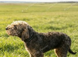 Stunning Bedlington boy
