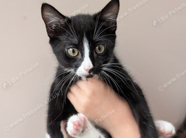 2 Tuxedo Kittens