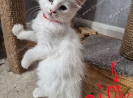 Beautiful Maine coon kittens