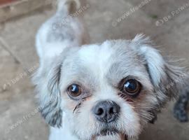 Male shih tzu