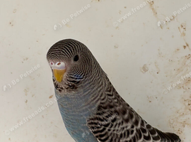 Black face, black wing budgies for sale