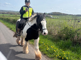 14.2hh cob