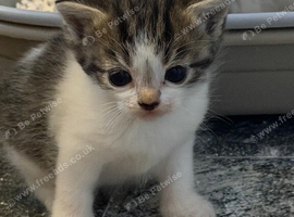 2 tabby grey and white kittens both girls