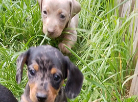 Smoothed hair dachshund miniature