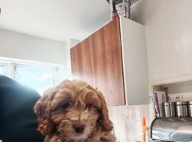 11 week old male cockapoo