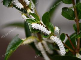 Eri Silkmoth (Samia Ricini) caterpillars
