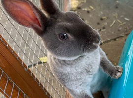 Rex rabbit mini