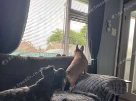 Hilda fawn French bulldog