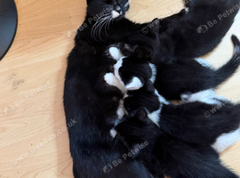 1 kitten left black & white boy