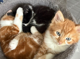 3 x kittens for sale