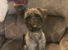 Mini schnoodle stud