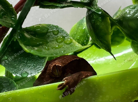 Lily white Phantom Crested Geckos