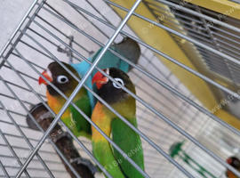 2 x lovebirds