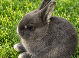 Blue Otter Netherland Dwarf Doe