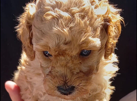 Apricot Toy Poodles!