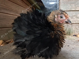 PURE PEKIN BANTAM YOUNG FEMALES AVAILABLE