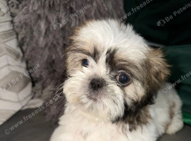 Amazing Shuh Tzu puppies