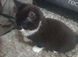 little kittens to give away