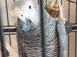 African grey for sale