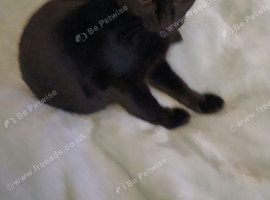 6 month old kitten