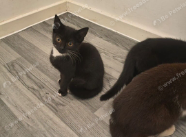 5 cats