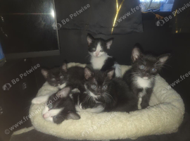 5 Precious kittens need a home