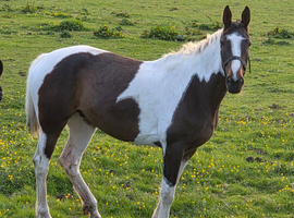 16hh mare