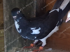 Wolverhamption mag