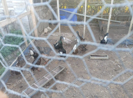 4 drakes and 8 females looking for a new home